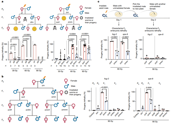 [Fig1] Inheritance of paternal DNA damage by histone-mediated repair restriction