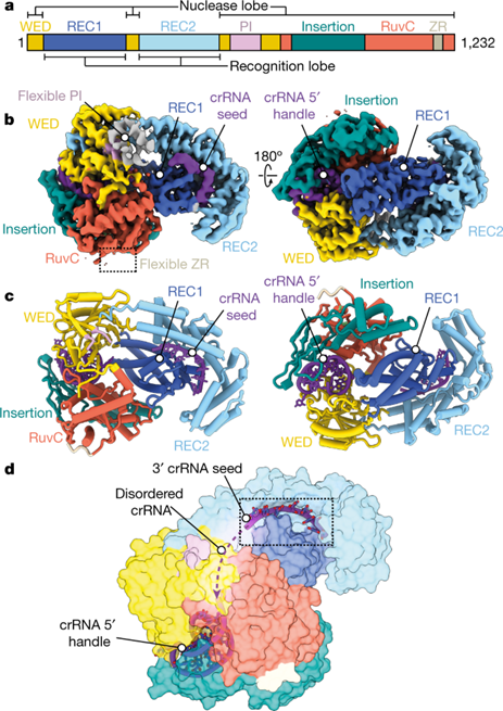 [Fig1] RNA targeting unleashes indiscriminate nuclease activity of CRISPR–Cas12a2