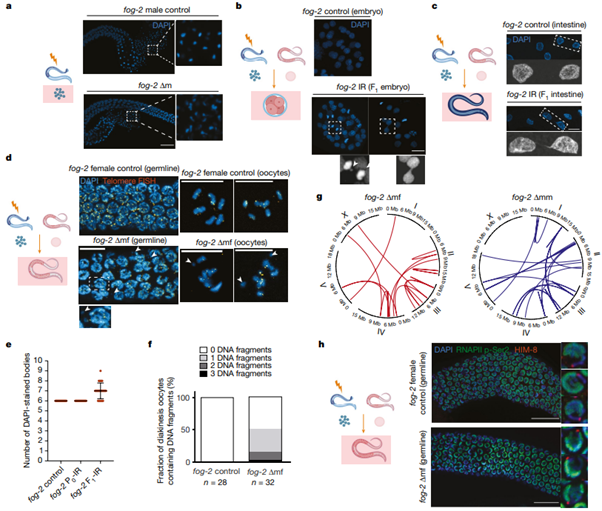 [Fig2] Inheritance of paternal DNA damage by histone-mediated repair restriction