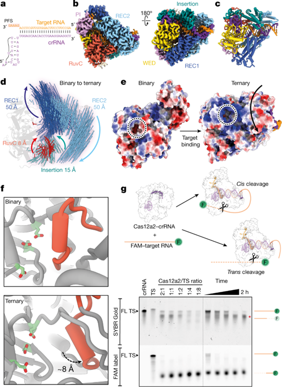 [Fig2] RNA targeting unleashes indiscriminate nuclease activity of CRISPR–Cas12a2