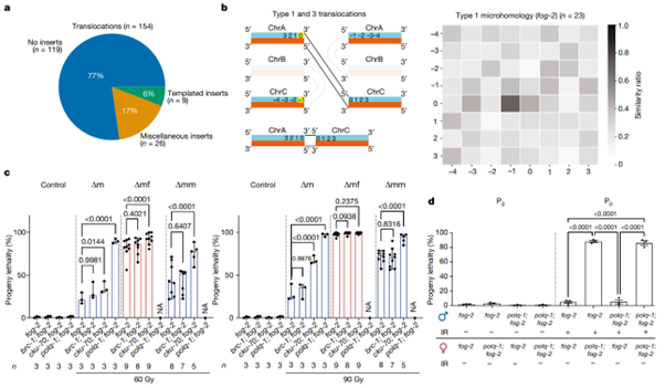 [Fig3] Inheritance of paternal DNA damage by histone-mediated repair restriction