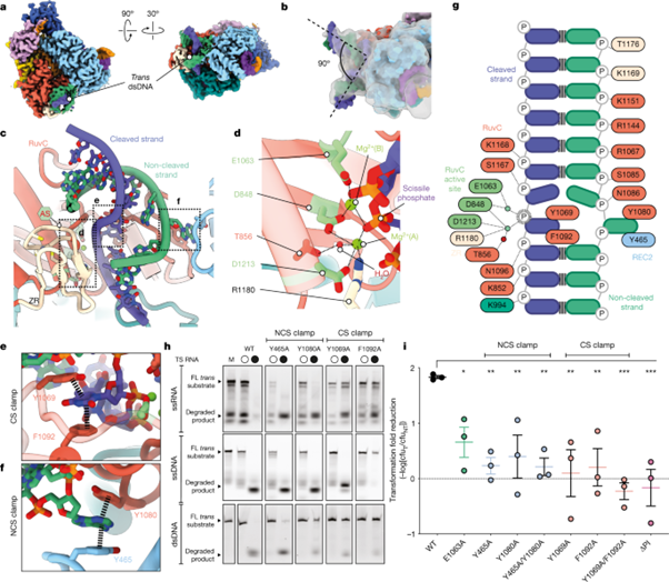 [Fig3] RNA targeting unleashes indiscriminate nuclease activity of CRISPR–Cas12a2