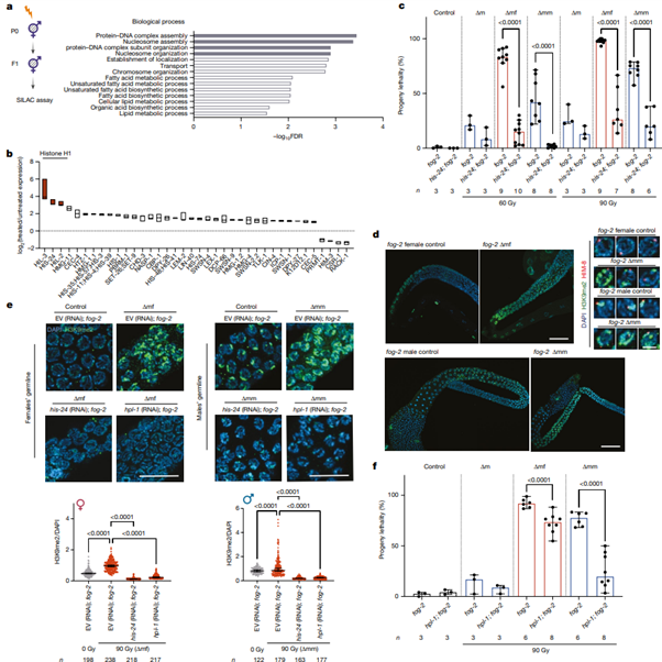 [Fig4] Inheritance of paternal DNA damage by histone-mediated repair restriction