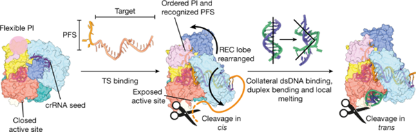 [Fig4] RNA targeting unleashes indiscriminate nuclease activity of CRISPR–Cas12a2