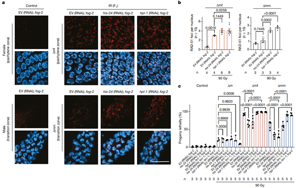 [Fig5] Inheritance of paternal DNA damage by histone-mediated repair restriction