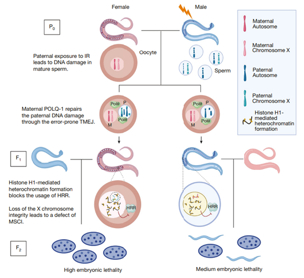 [Fig6] Inheritance of paternal DNA damage by histone-mediated repair restriction