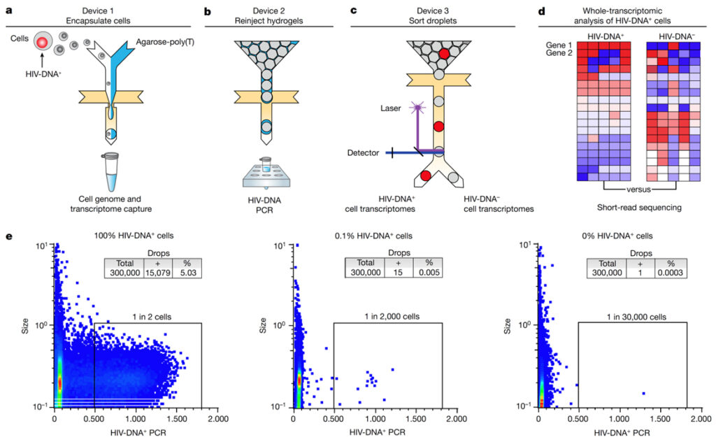 HIV silencing and cell survival signatures in infected T cell reservoirs