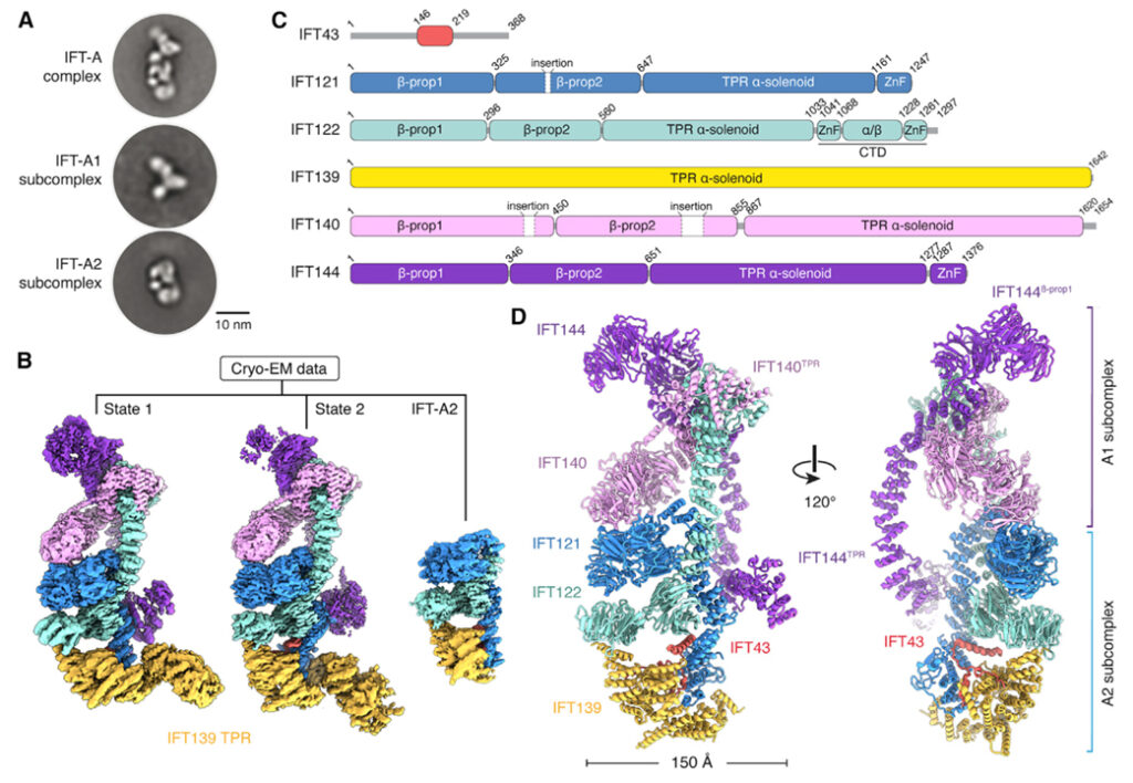 Mechanism of IFT-A polymerization into trains for ciliary transport