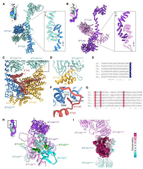 Mechanism of IFT-A polymerization into trains for ciliary transport