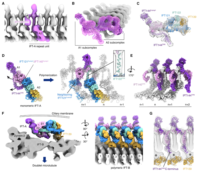 Mechanism of IFT-A polymerization into trains for ciliary transport