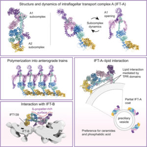 Read more about the article Mechanism of IFT-A polymerization into trains for ciliary transport