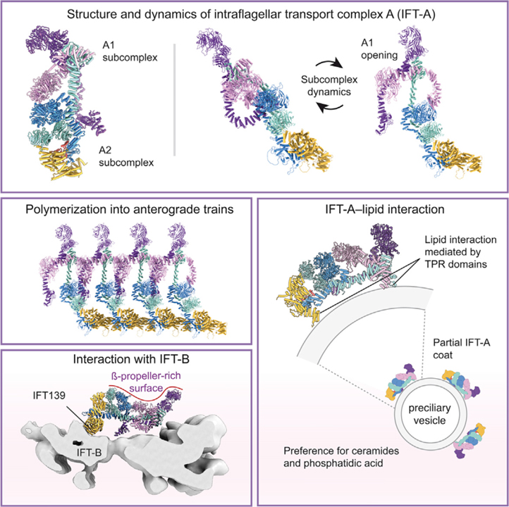 Read more about the article Mechanism of IFT-A polymerization into trains for ciliary transport