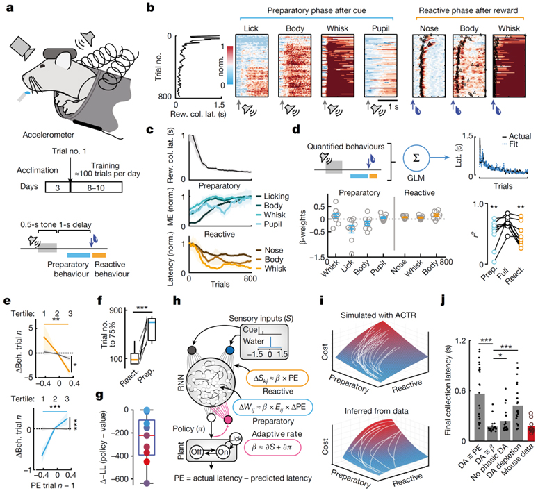 Mesolimbic dopamine adapts the rate of learning from action