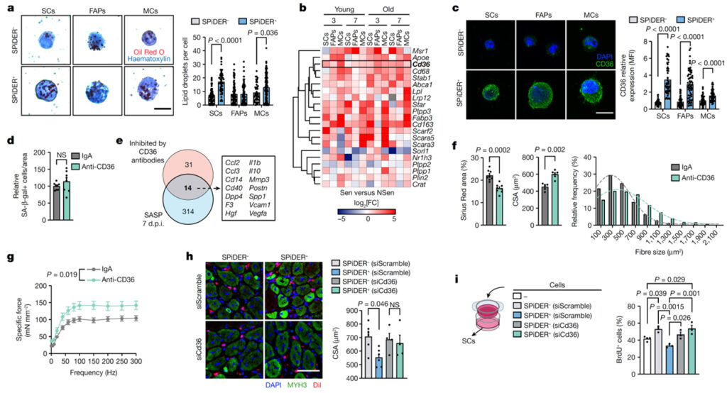 Senescence atlas reveals an aged-like inflamed niche that blunts muscle regeneration