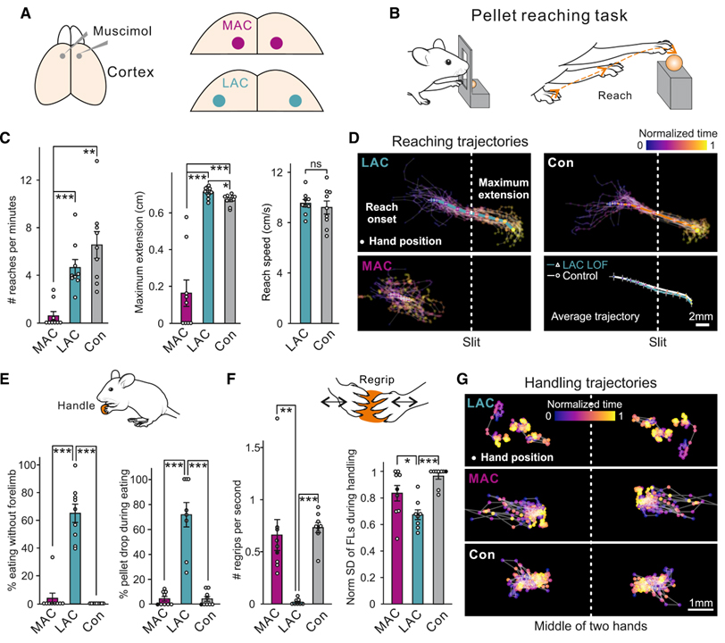 Structural and functional map for forelimb movement phases between cortex and medulla