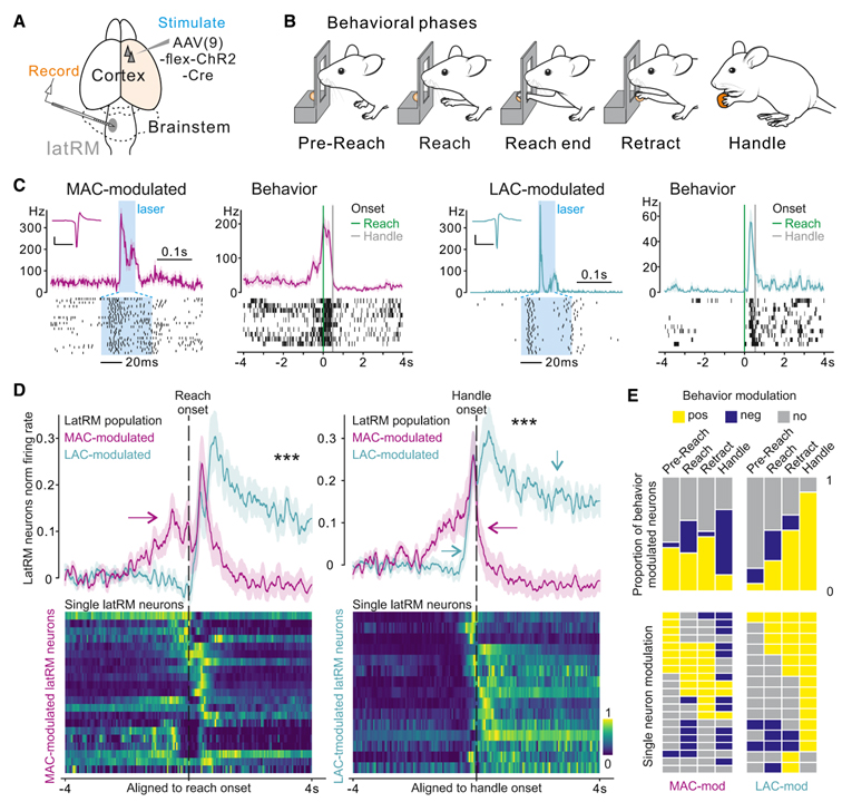 Structural and functional map for forelimb movement phases between cortex and medulla