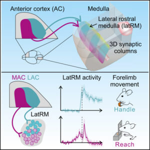 Read more about the article Structural and functional map for forelimb movement phases between cortex and medulla