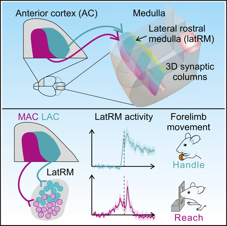 Structural and functional map for forelimb movement phases between cortex and medulla