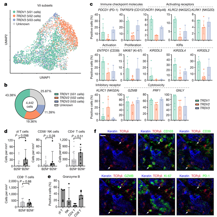 γδ T cells are effectors of immunotherapy in cancers with HLA class I defects