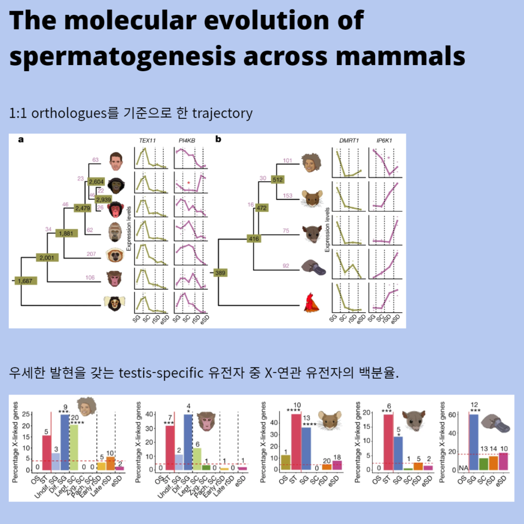 The molecular evolution of spermatogenesis across mammals