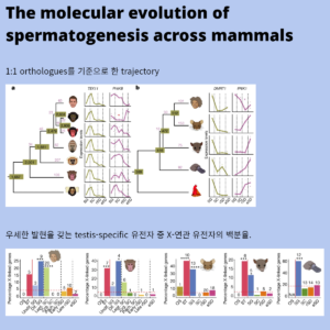 Read more about the article The molecular evolution of spermatogenesis across mammals