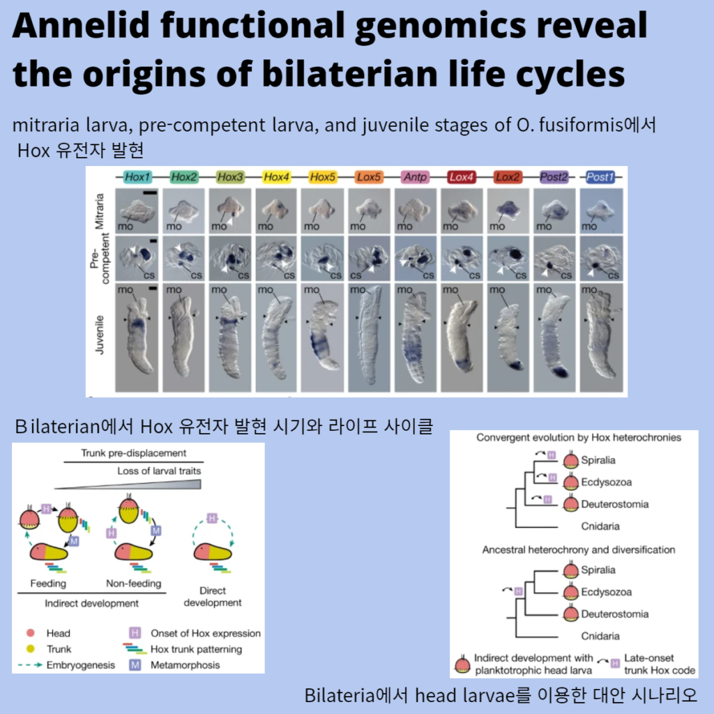 Annelid functional genomics reveal the origins of bilaterian life cycles