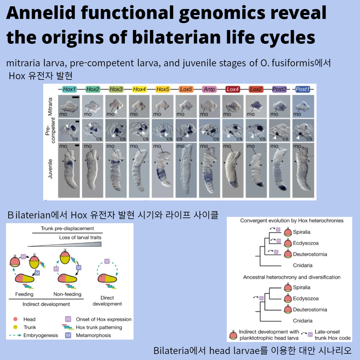 Read more about the article Annelid functional genomics reveal the origins of bilaterian life cycles