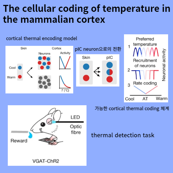 The cellular coding of temperature in the mammalian cortex