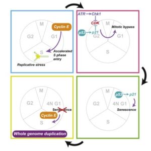 Read more about the article Cyclin E-induced replicative stress drives p53-dependent whole-genome duplication