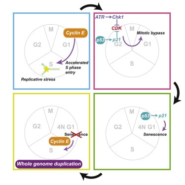 Cyclin E-induced replicative stress drives p53-dependent whole-genome duplication