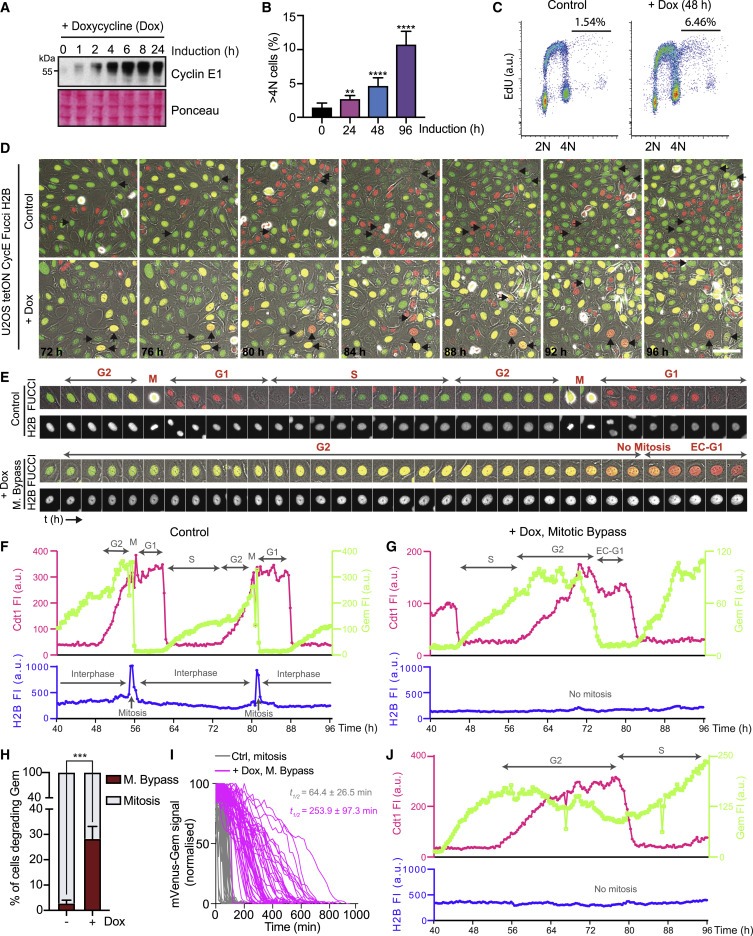 Cyclin E-induced replicative stress drives p53-dependent whole-genome duplication