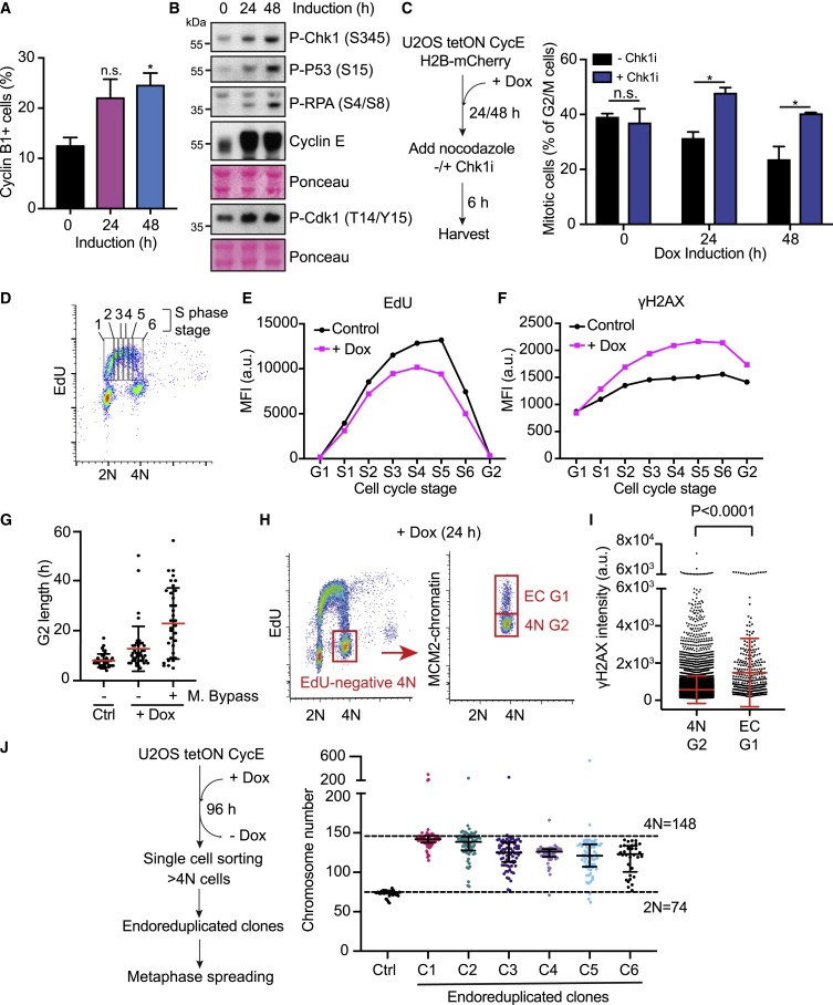 Cyclin E-induced replicative stress drives p53-dependent whole-genome duplication