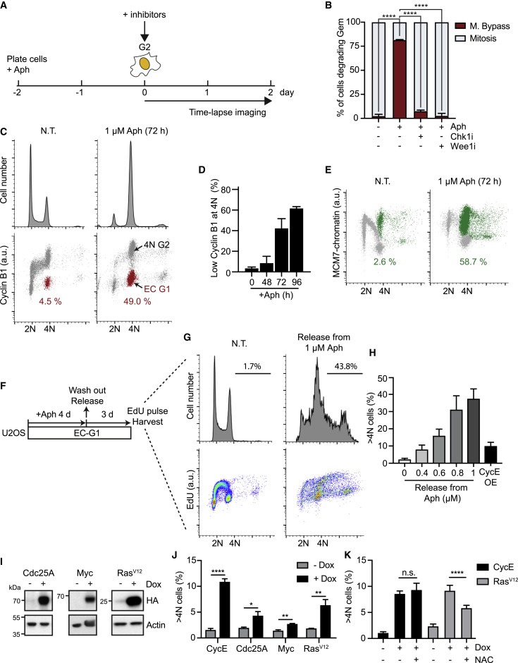 Cyclin E-induced replicative stress drives p53-dependent whole-genome duplication