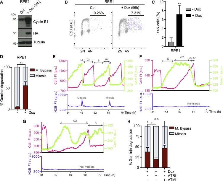 Cyclin E-induced replicative stress drives p53-dependent whole-genome duplication