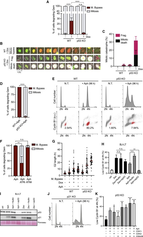 Cyclin E-induced replicative stress drives p53-dependent whole-genome duplication