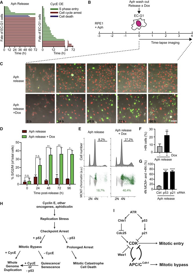 Cyclin E-induced replicative stress drives p53-dependent whole-genome duplication