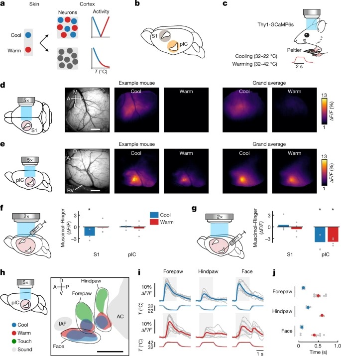 The cellular coding of temperature in the mammalian cortex