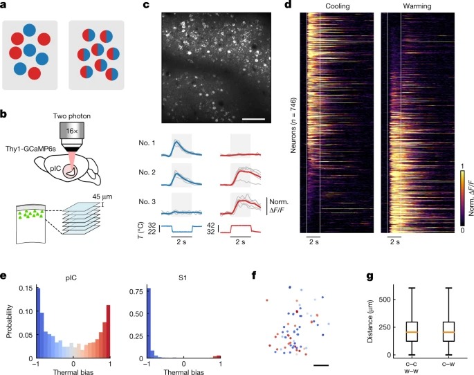 The cellular coding of temperature in the mammalian cortex