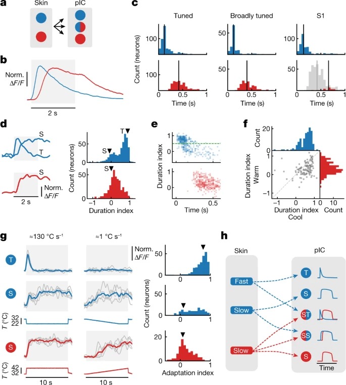 The cellular coding of temperature in the mammalian cortex