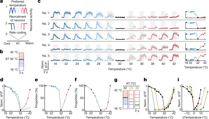 The cellular coding of temperature in the mammalian cortex