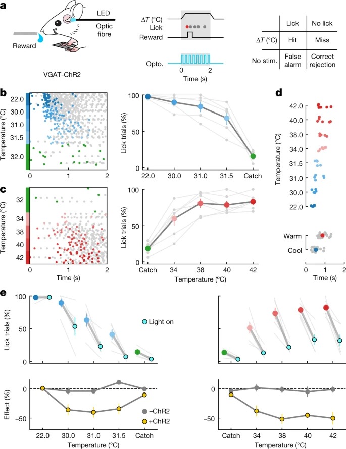 The cellular coding of temperature in the mammalian cortex