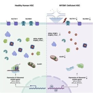 Read more about the article Human hematopoietic stem cell vulnerability to ferroptosis