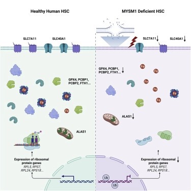 Human hematopoietic stem cell vulnerability to ferroptosis