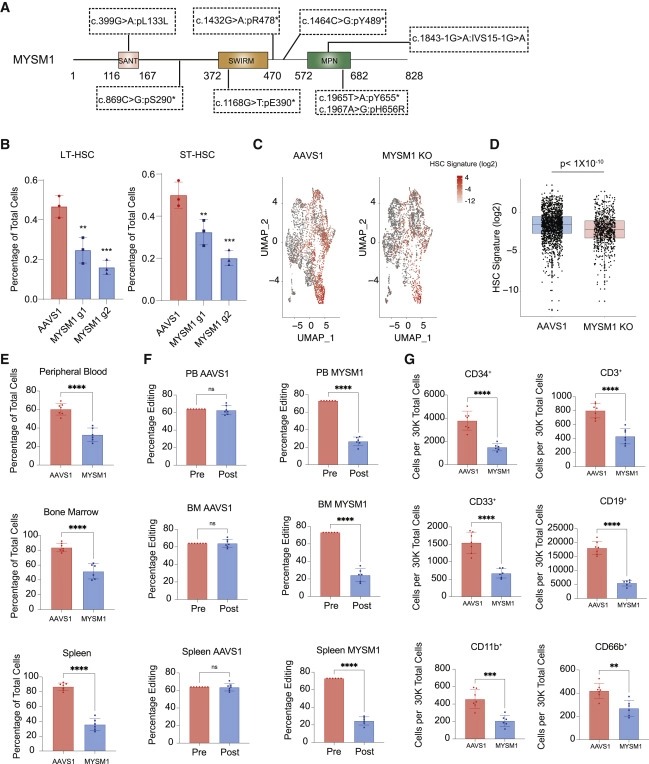 Human hematopoietic stem cell vulnerability to ferroptosis