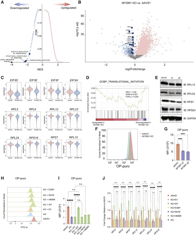 Human hematopoietic stem cell vulnerability to ferroptosis