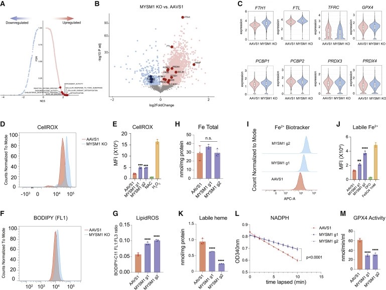 Human hematopoietic stem cell vulnerability to ferroptosis