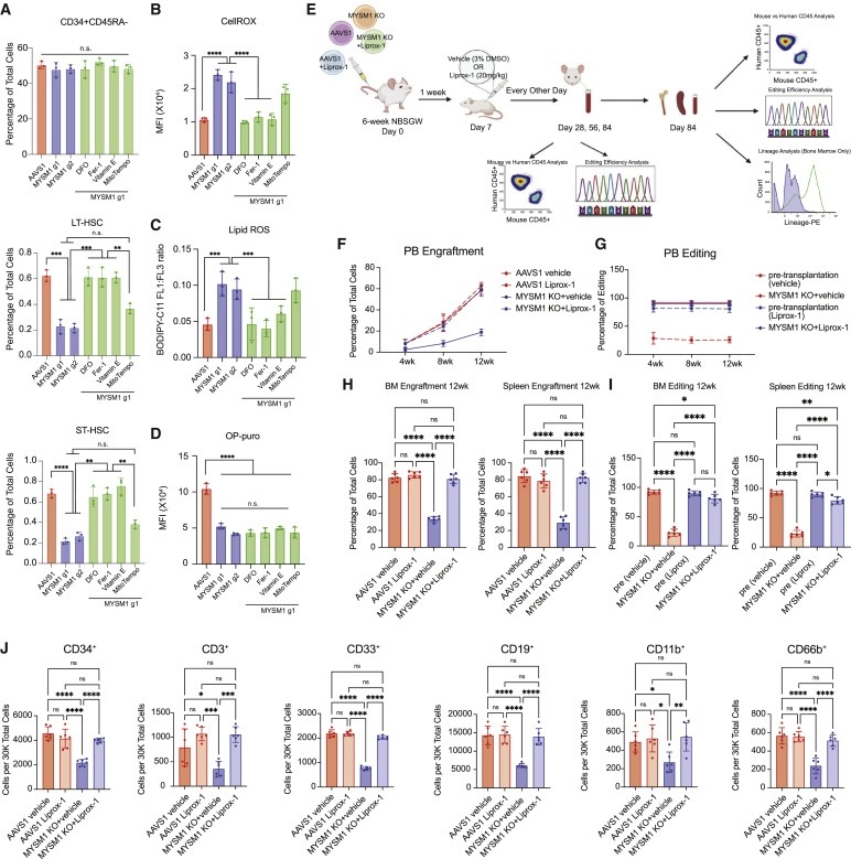 Human hematopoietic stem cell vulnerability to ferroptosis