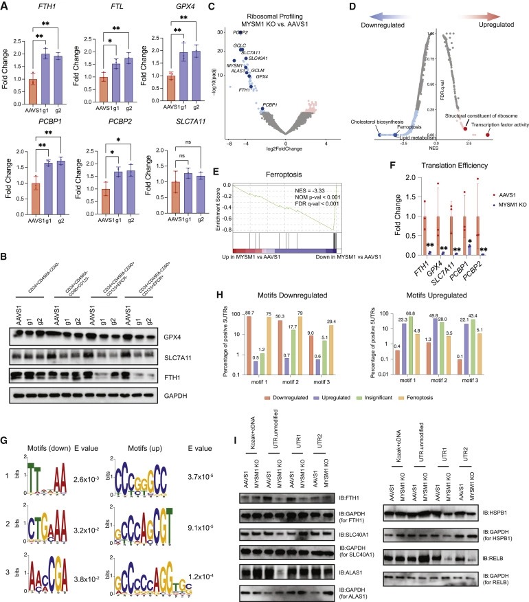 Human hematopoietic stem cell vulnerability to ferroptosis