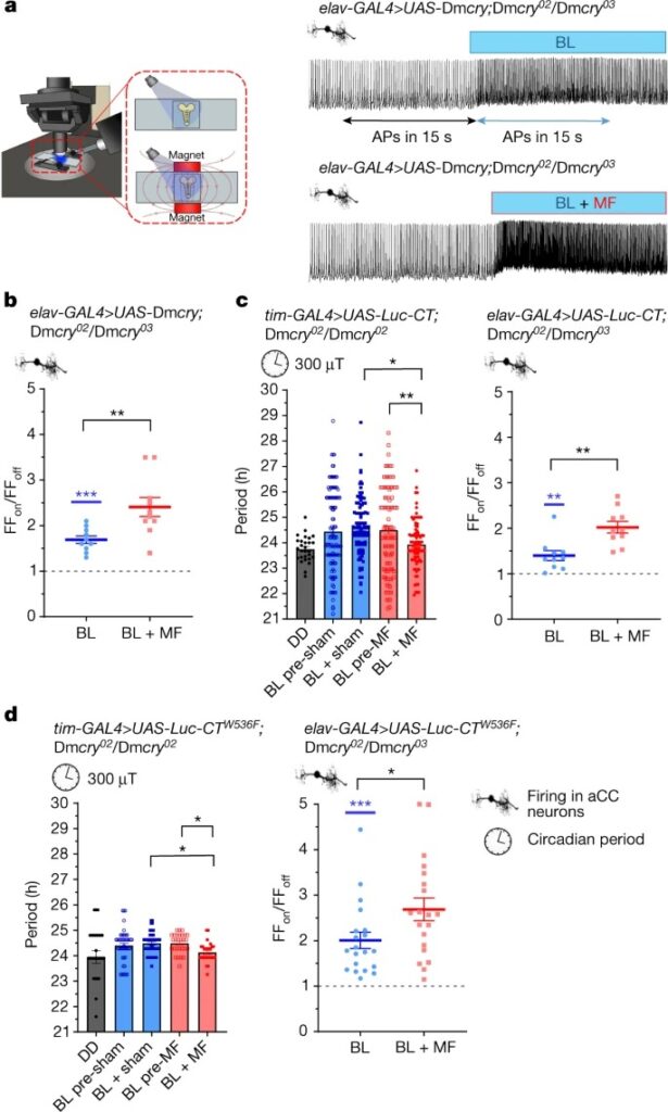 Essential elements of radical pair magnetosensitivity in Drosophila