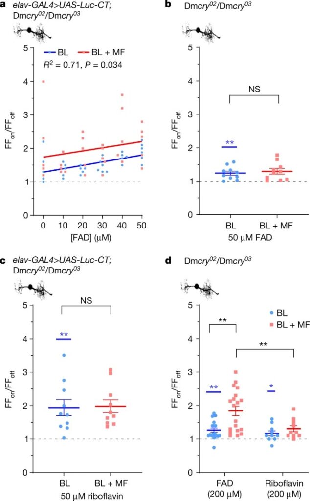 Essential elements of radical pair magnetosensitivity in Drosophila